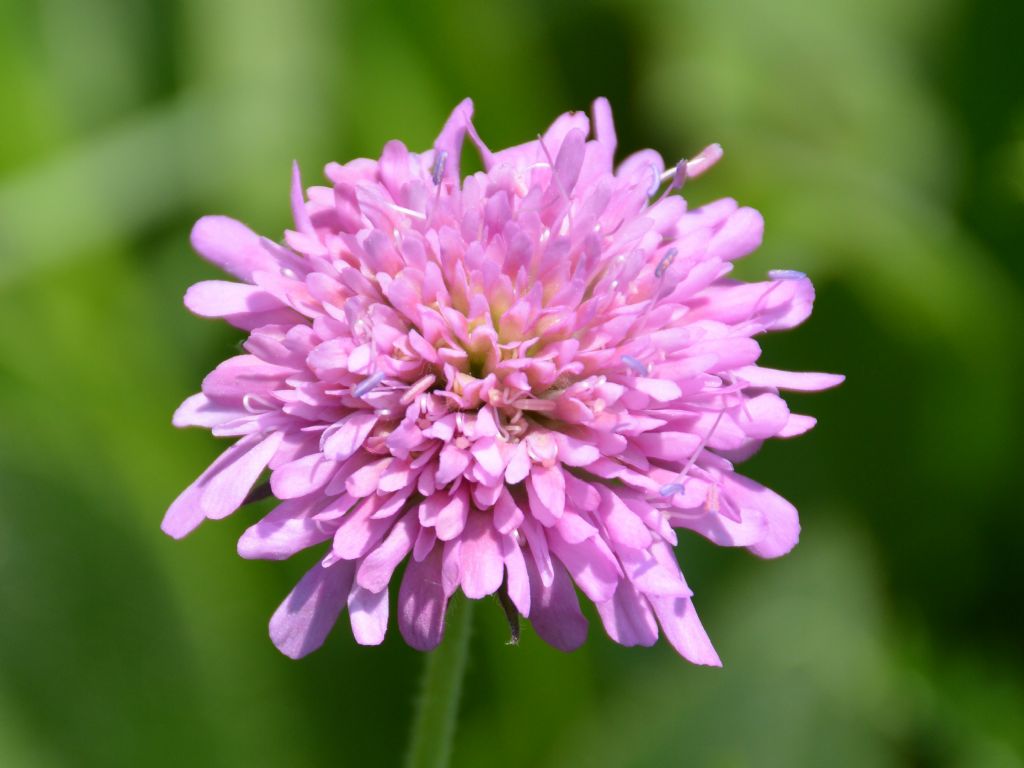 Knautia velutina / Ambretta vellutata